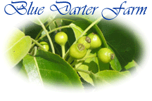 Blue Darter Farm