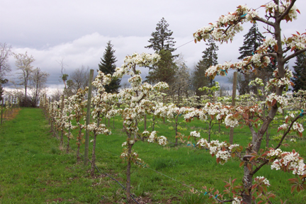 orchard in bloom