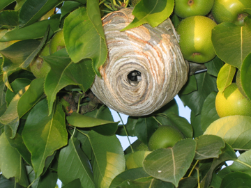 Bald-faced Hornet nest